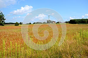 Field of buckwheat