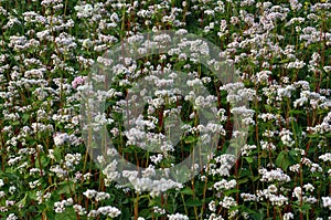 In the field buckwheat bloom_6