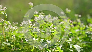 Field with buckwheat in bloom. Flowers of buckwheat and buckwheat vast fields. Organic products in Europe.