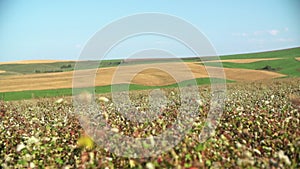 The field of buckwheat blossoms in the sun. Movement of the chamber over buckwheat grains. Agriculture. The field is in bloom. Fie