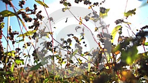 The field of buckwheat blossoms in the sun. Movement of the chamber over buckwheat grains. Agriculture. The field is in bloom. Fie