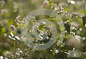 Field of buckwheat and close up of buckwheat blossoms. Buckwheat agriculture.