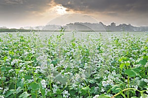 Field of buckwheat