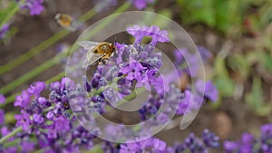 The field bumblebee collecting sweet nectar on a lavender
