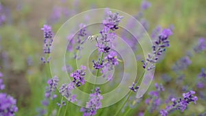 The field bumblebee collecting sweet nectar on a lavender