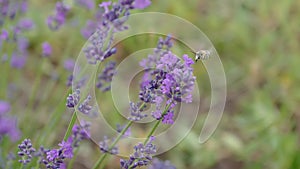 The field bumblebee collecting sweet nectar on a lavender