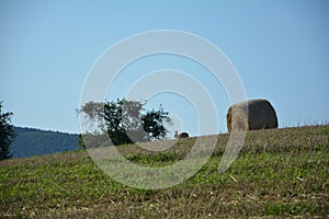 Field bunny on stubble field with hay bales in nature