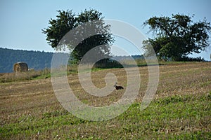 A Field bunny on stubble field with hay bales in nature