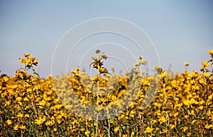 Field of Bur-Marigolds