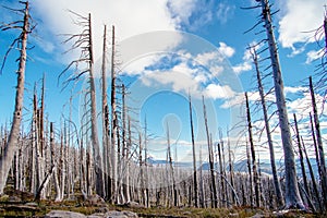 Field of burned dead conifer trees with hollow branches in beautiful old forest after devastating wildfire in Oregon