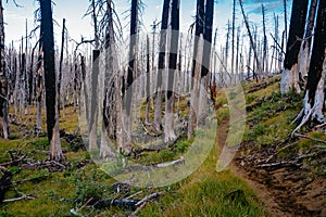 Field of burned dead conifer trees with hollow branches in beautiful old forest after devastating wildfire in Oregon