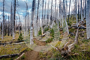 Field of burned dead conifer trees with hollow branches in beautiful old forest after devastating wildfire in Oregon