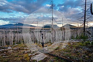 Field of burned dead conifer trees with hollow branches in beautiful old forest after devastating wildfire in Oregon