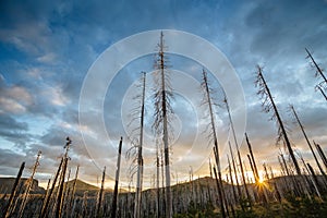 Field of burned dead conifer trees with hollow branches in beautiful old forest after devastating wildfire in Oregon