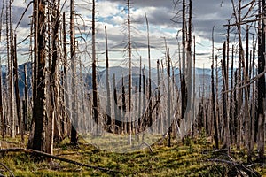 Field of burned dead conifer trees with hollow branches in beautiful old forest after devastating wildfire in Oregon, with beautif