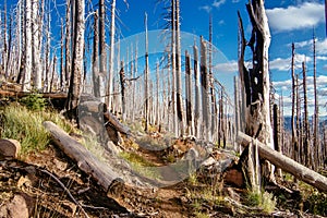 Field of burned dead conifer trees with hollow branches in beautiful old forest after devastating wildfire in Oregon, with beautif