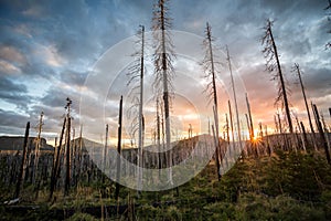 De quemado muerto conífera árboles hueco en hermoso viejo Bosque después rayo en 