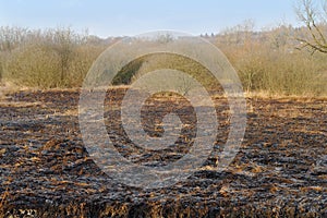 Field of a burnt grass