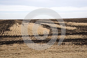 Field of burnt stubble Western Cape S Africa