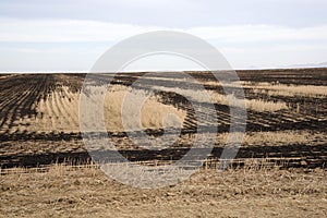 Field of burnt stubble Western Cape S Africa photo