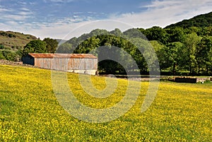 Field of Buttercups & barn photo