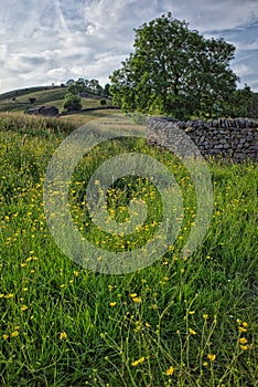Field of Buttercups (Ranunculus) with curving drystone wall. Muker, Yorkshire Dales. England.
