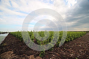 Field of buxus plants on a nursery in Boskoop with dark clouds in wide-angle