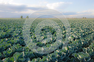 Field of cabbage