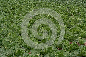 Field of cabbage