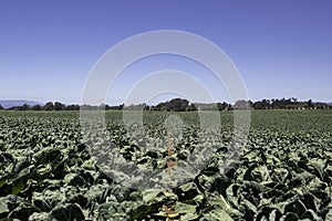 A field of cabbage in the California countryside