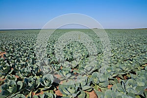 Field of cabbage