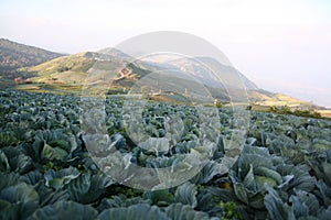 Field cabbage in mountain