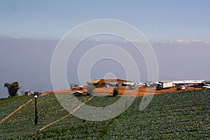 Field cabbage in mountain