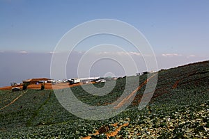 Field cabbage in mountain