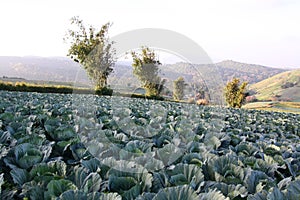 Field cabbage in mountain