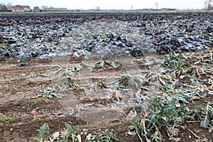 Field of cabbages just harvested