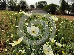 A field of cactus yellowish Flowers.