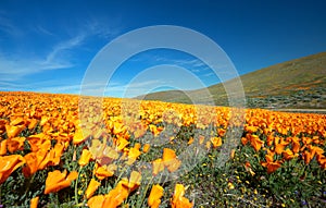 Field of California Golden Poppies on hill during springtime super bloom in southern California Antelope Valley Poppy Preserve