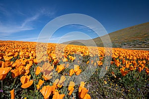 Field of California Golden Poppies on hill during springtime super bloom in southern California Antelope Valley Poppy Preserve