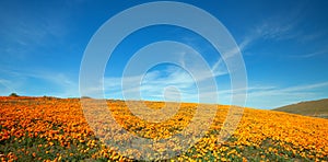 Field of California Golden Poppies on hill during springtime superbloom in southern California Antelope Valley Poppy Preserve