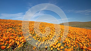 Field of California Golden Poppies on hill during springtime superbloom in southern California Antelope Valley Poppy Preserve