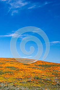 Field of California Golden Poppies on hill during springtime superbloom in southern California Antelope Valley Poppy Preserve