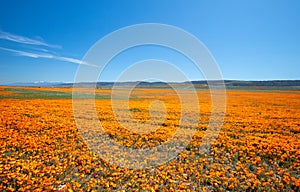 Field of California Golden Poppies during springtime superbloom in southern California Antelope Valley Poppy Preserve