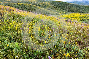 A field of California poppies