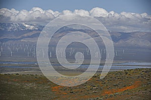 A field of California Poppies horizontally with a wind farm