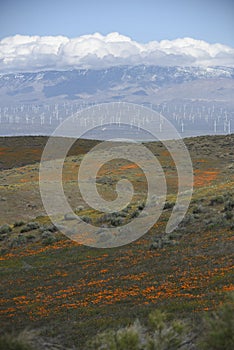 A field of California Poppies vertically with a wind farm