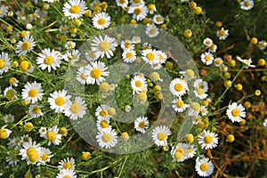 Field of camomile