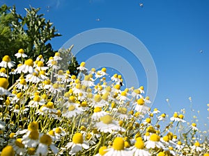 Field of camomile photo