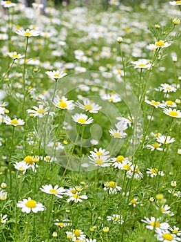 Field of Camomile. Background