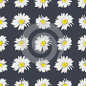 Field camomile buds hand-drawn rapport. Watercolor floral illustration of delicate flower heads fully open on black